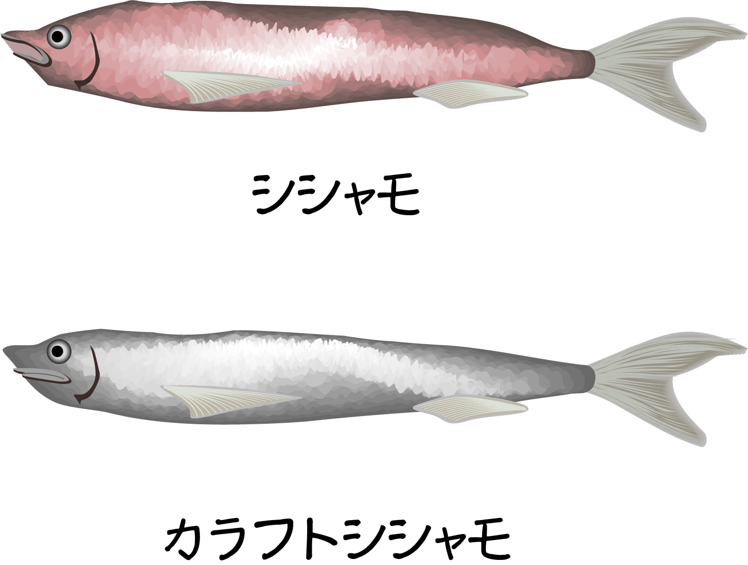 シシャモやし様　3点